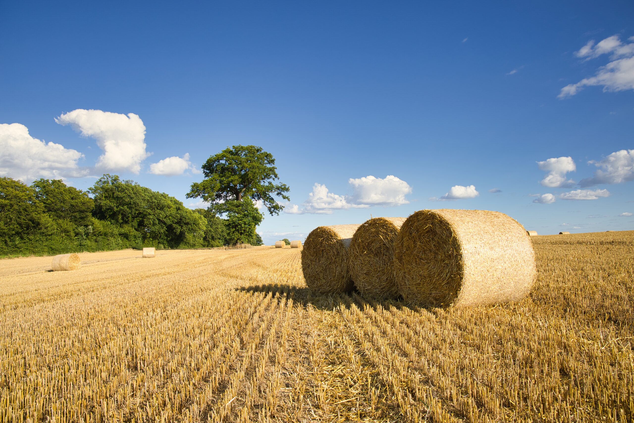 A harvested grain field captured on a sunny day with some clouds in Germany